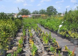 Приватне підприємство Марини Попілевич, яка займається вирощуванням та реалізацією декоративних рослин, дизайном, проектуванням та озелененням